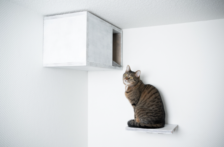 Creative DIY Cat Projects: Fun Ideas for Your Feline